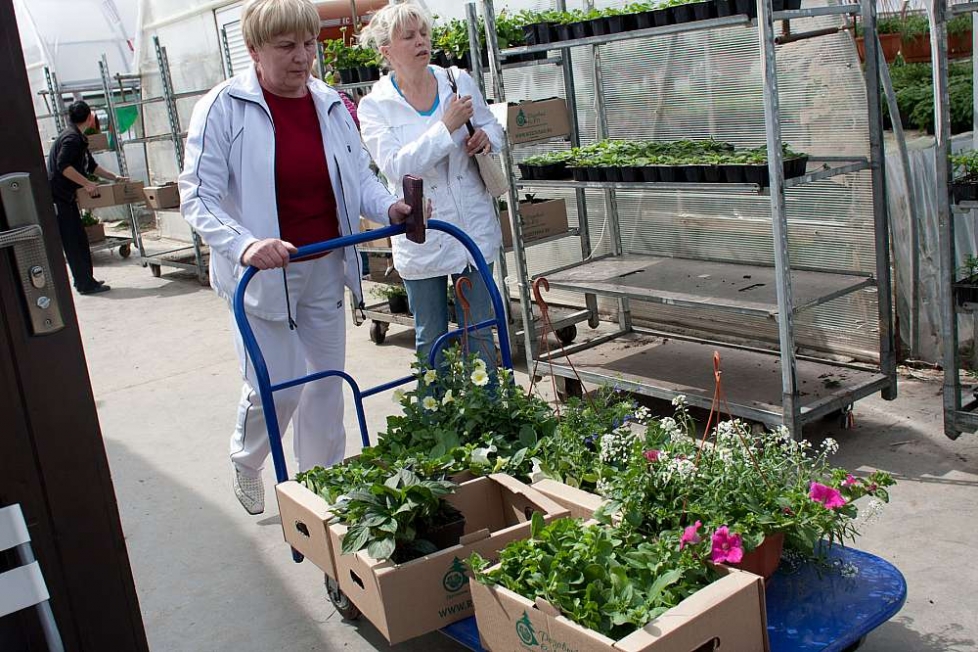 Теплицы ип харченко. Сайт харченко питомник растений. Сайт харченко питомник растений. Теплица островцы ип харченко. Теплицы островцы раменский район рассада.