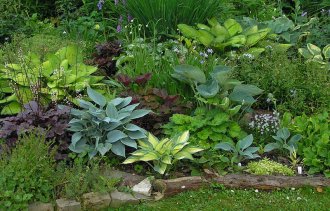 Что посадить в тени?