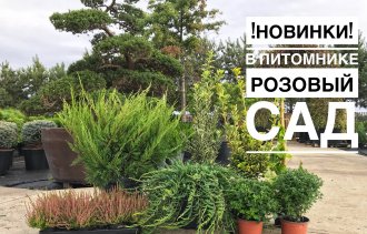 Новое поступление в питомнике "Розовый Сад"!