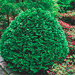 Недорогие кустарники из питомника Краснодара