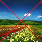 ВНИМАНИЕ!!! ОТМЕНА фестиваля цветущей розы!!!