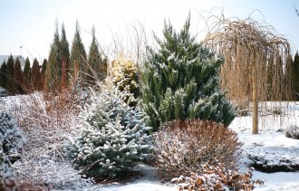 Красивый сад зимой? Легко!