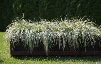 Злаковые культуры