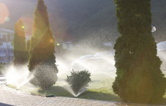 Важность полива декоративных растений