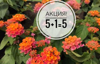АКЦИЯ! 5+1=5