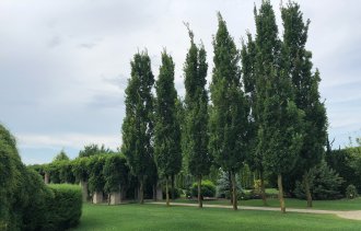 Быстрорастущие деревья