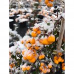 График работы в зимний период