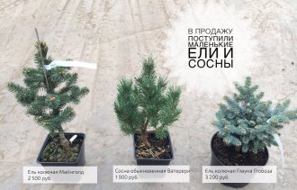В продажу поступили маленькие ели и сосны