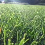 Внимание! Меняется стоимость рулонного газона!