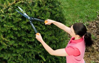 Хвойные: не бойтесь обрезать!