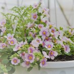 Акция на однолетние растения!!!