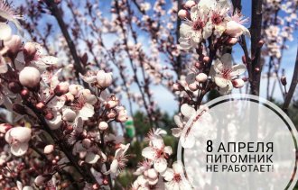 ВНИМАНИЕ! 8 апреля питомник не работает!