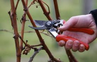 Осенняя обрезка кустарников