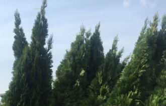 Правила посадки растений выкопанных из грунта