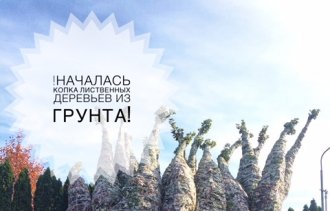 Началась копка лиственных растений из грунта