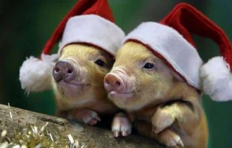 График работы питомника в праздничные дни