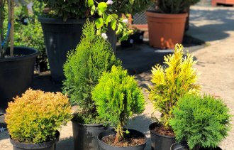 Что влияет на приживаемость растений