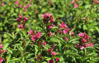 Повторное цветение вейгелы