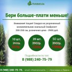 Акция на можжевельник скальный Скайрокет!