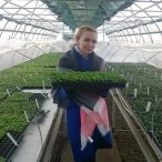 Укорененные черенки для дальнейшего производства.