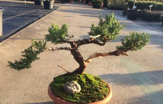 Бонсай для открытого грунта
