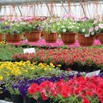 Сезон цветущих однолентников открыт!!!