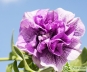   Lavender Bouquet