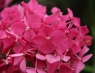 Гортензия крупноцветковая Розита