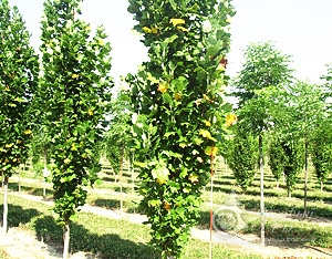 Тюльпанное дерево Фастигиата 