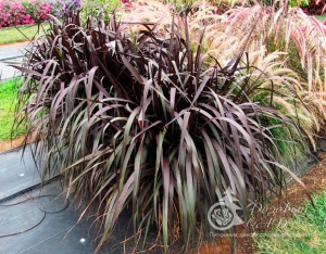 Пеннисетум пурпурный Вертиго