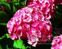 Гортензия крупноцветковая Букет Роз 