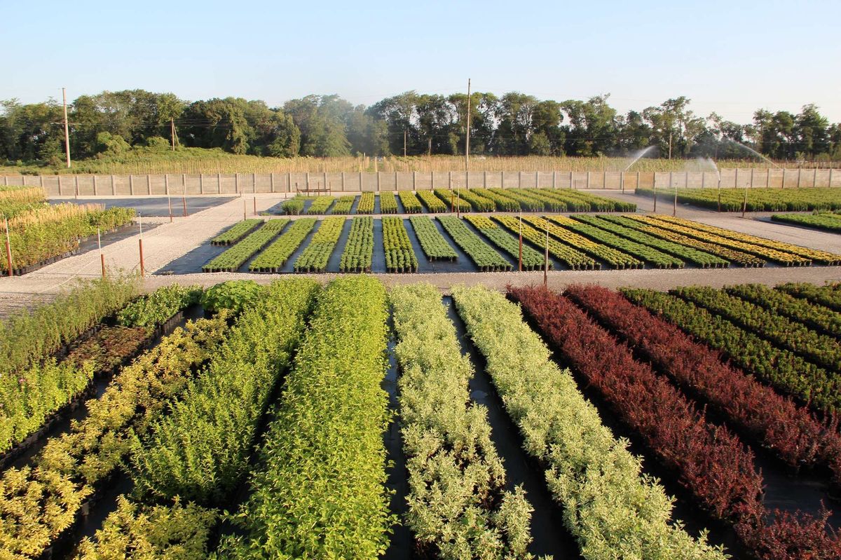 План питомника растений. Питомник декоративных растений. Проект питомника растений. Саженцы декоративных растений. Планировка питомника растений