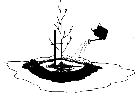 Полив растений после посадки - продажа растений в Краснодаре